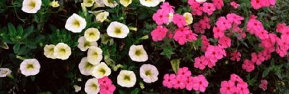 Close-up of pink and white flowers Canvas Art - Panoramic Images (36 x 12)
