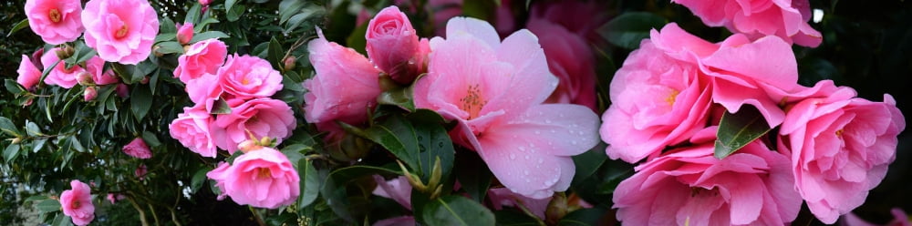 Close-up of pink camellia flowers Canvas Art - Panoramic Images (36 x 12)