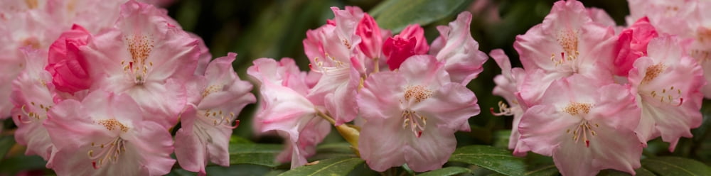 Close-up of pink dry Rhododendron flowers Canvas Art - Panoramic Images (27 x 9)