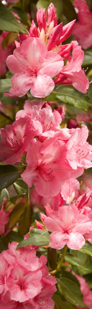Close-up of pink flowers in bloom Canvas Art - Panoramic Images (27 x 9)
