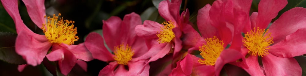 Close-up of pink flowers in bloom Canvas Art - Panoramic Images (27 x 9)