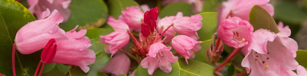 Close-up of pink flowers in bloom Canvas Art - Panoramic Images (36 x 12)