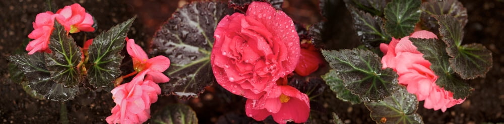 Close-up of pink flowers in bloom Canvas Art - Panoramic Images (36 x 12)
