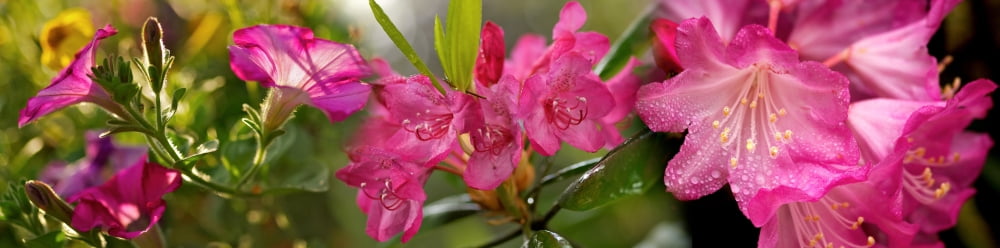 Close-up of pink horatio flowers in bloom Canvas Art - Panoramic Images (36 x 12)