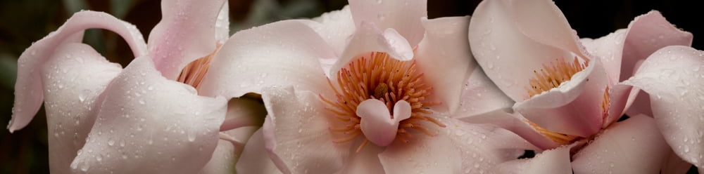 Close-up of pink ladies flowers Canvas Art - Panoramic Images (36 x 12)