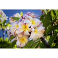 thumbnail image 1 of Close-up of pink plumeria flowers and blue sky; Lanai, Hawaii, United States of America Poster Print by Jenna Szerlag / Design Pics (17 x 11), 1 of 4
