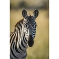 thumbnail image 1 of Close-up of plains zebra  looking at camera  Serengeti; Tanzania by Nick Dale / Design Pics, 1 of 1
