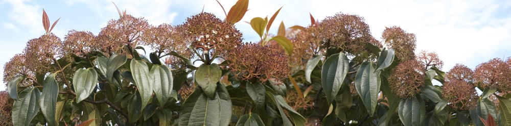 Close-up of plant Canvas Art - Panoramic Images (36 x 12)