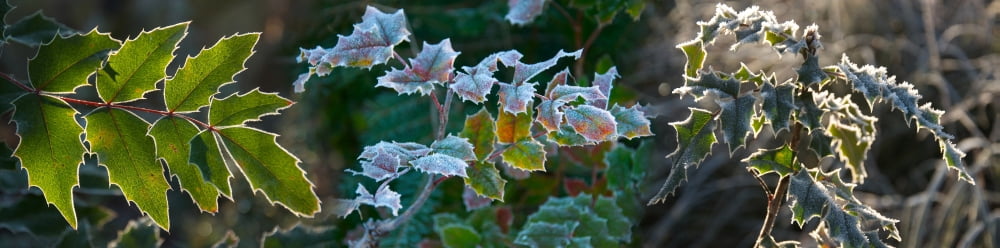 Close-up of plant covered with frost Canvas Art - Panoramic Images (36 x 12)