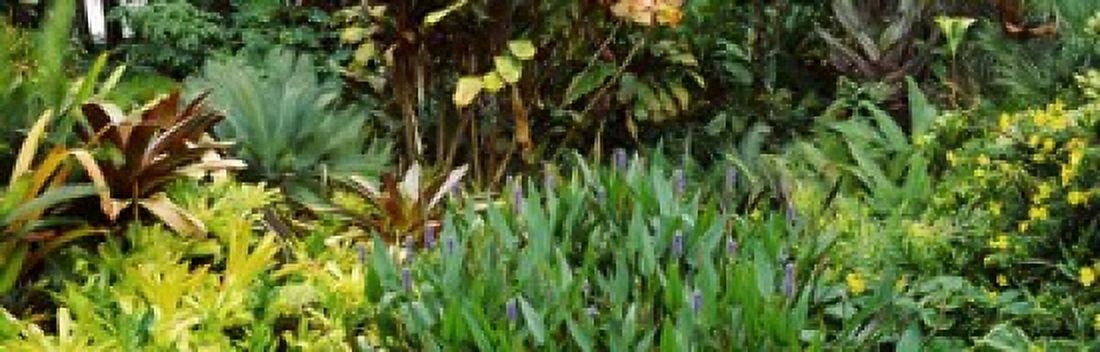 Close-up of plants Hawaii Canvas Art - Panoramic Images (18 x 6)
