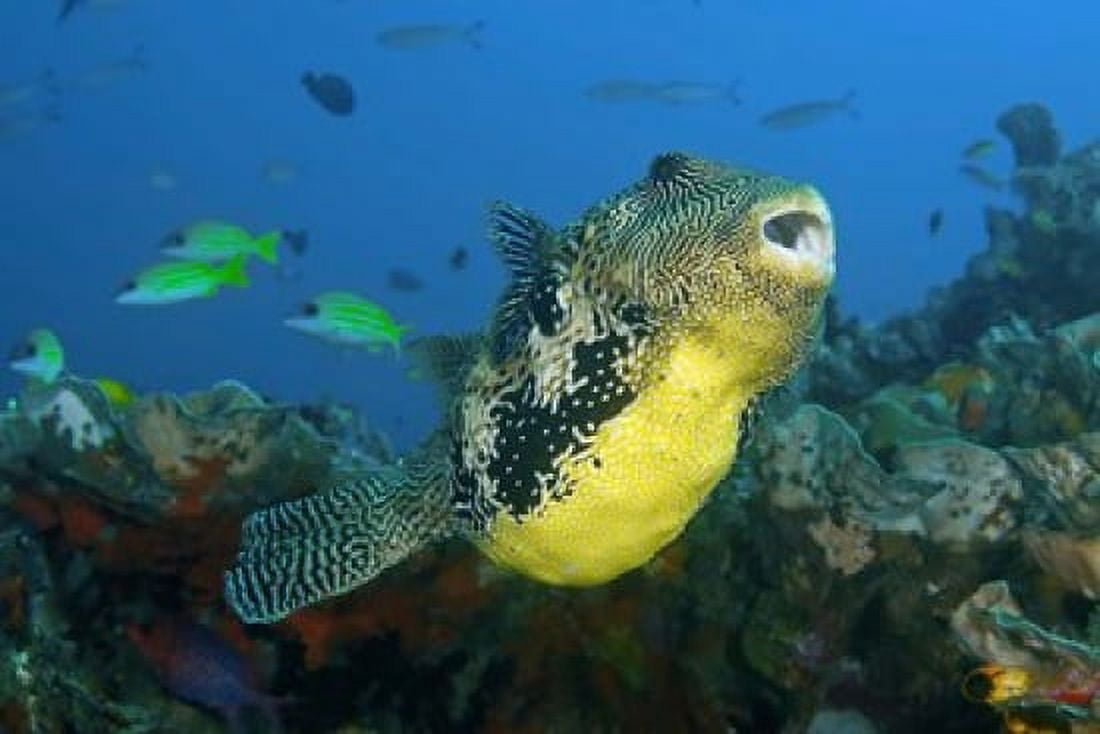 Close-up of puffer fish Canvas Art - Jaynes Gallery DanitaDelimont (20 x 13)