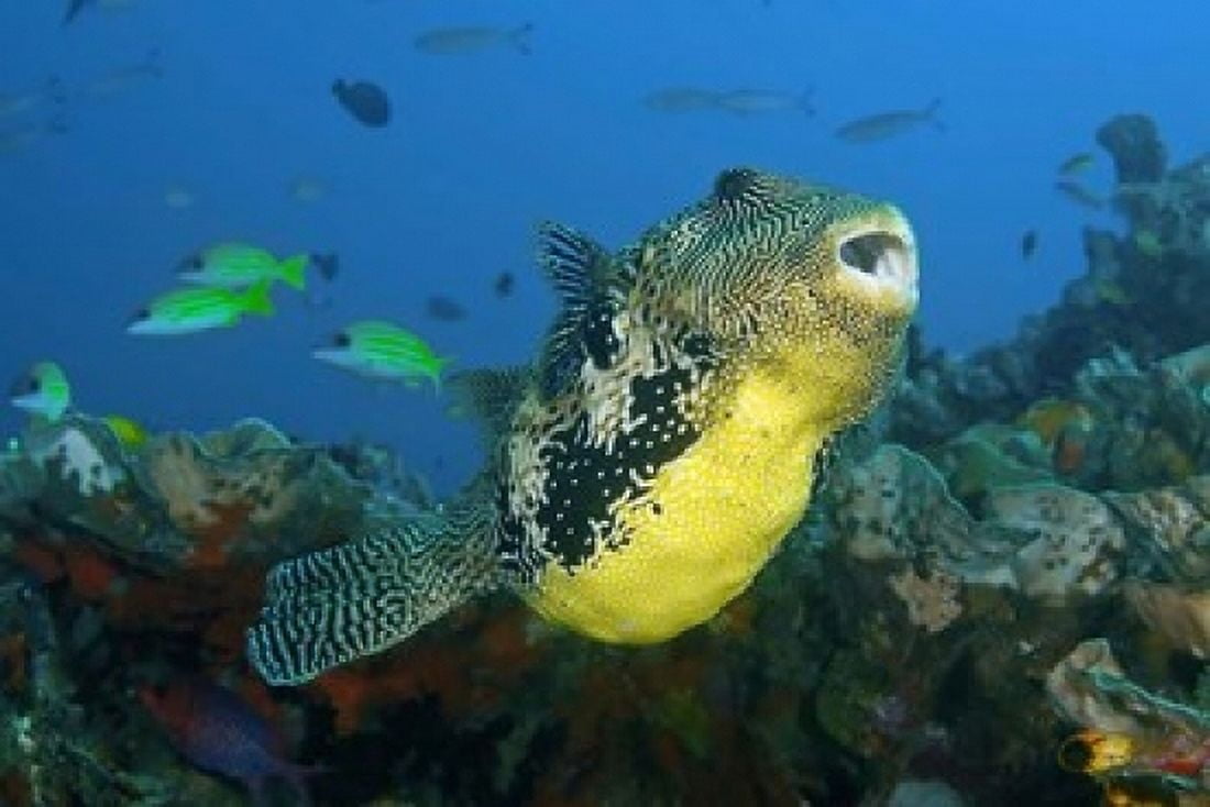 Close-up of puffer fish Canvas Art - Jaynes Gallery DanitaDelimont (36 x 24)