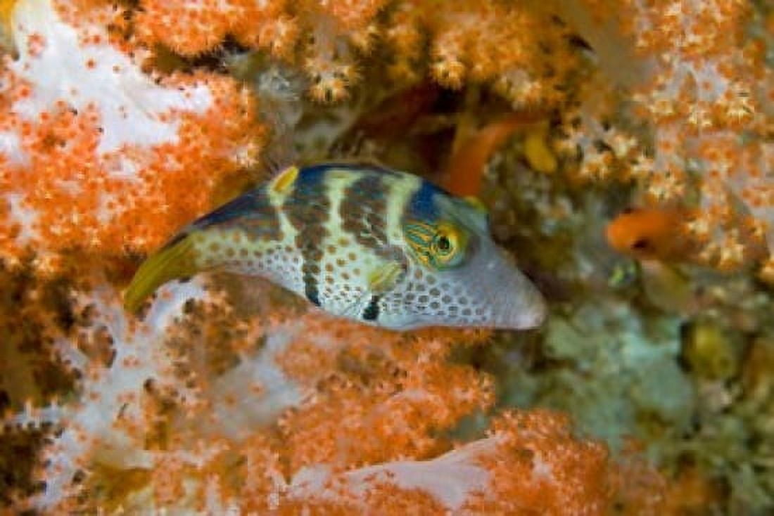Close-up of pufferfish Raja Ampat Papua Indonesia Canvas Art - Jaynes Gallery DanitaDelimont (26 x 18)