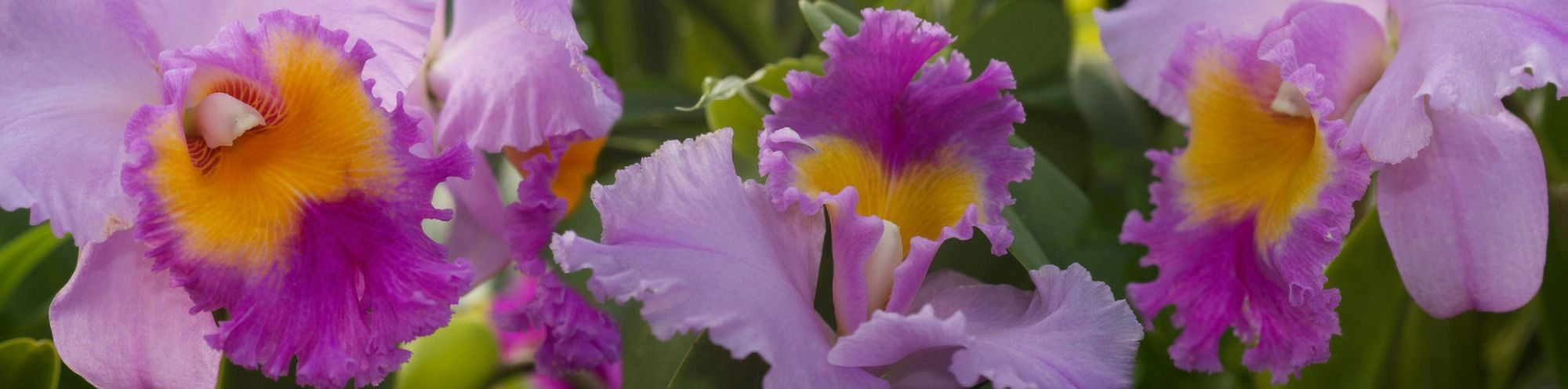 Close-up of purple Orchid flowers Canvas Art - Panoramic Images (27 x 9)