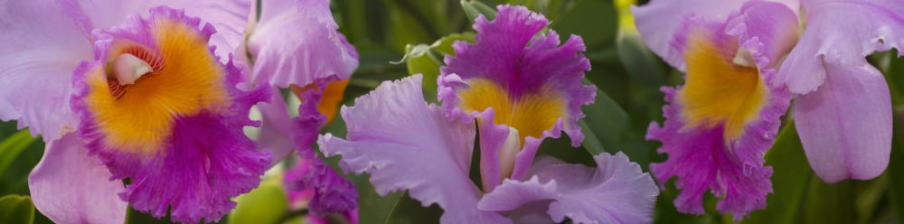 Close-up of purple Orchid flowers Canvas Art - Panoramic Images (36 x 12)