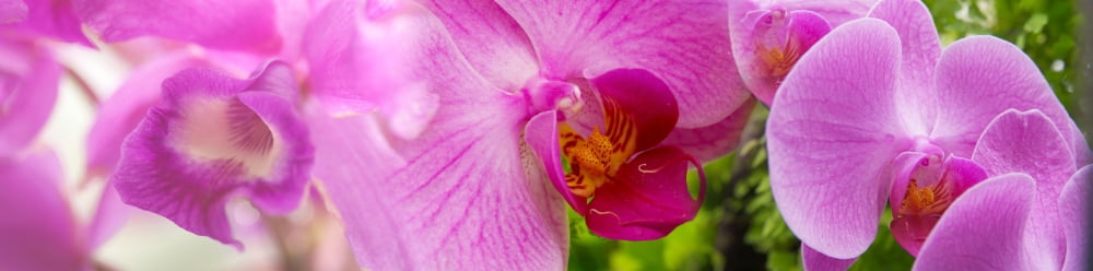 Close-up of purple Passion flowers (Passiflora incarnata) Canvas Art - Panoramic Images (36 x 12)