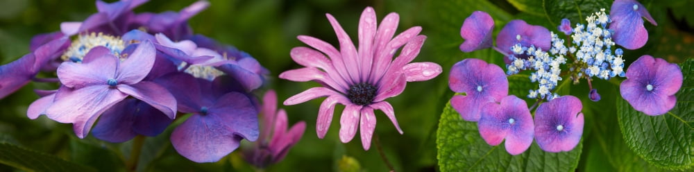 Close-up of purple Passion flowers (Passiflora incarnata) Canvas Art - Panoramic Images (36 x 12)