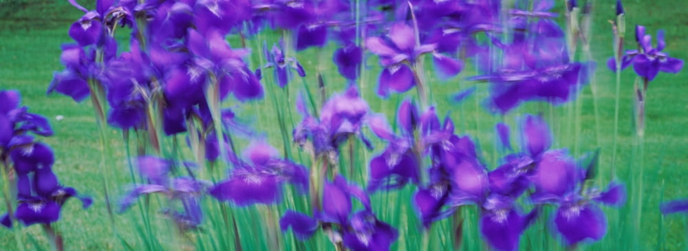 Close-up of purple flowers Canvas Art - Panoramic Images (27 x 9)