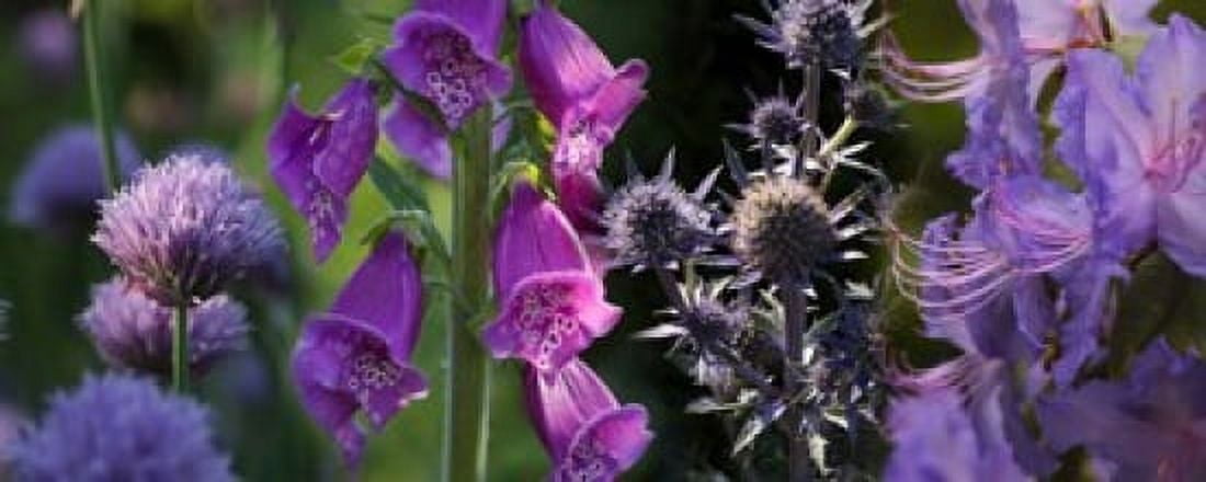 Close-up of purple flowers Canvas Art - Panoramic Images (30 x 12)