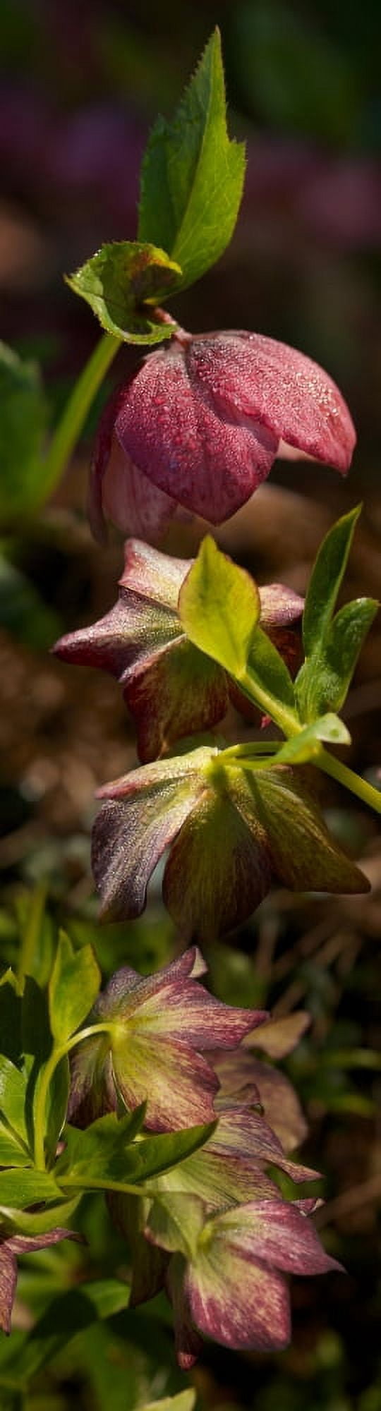 Close-up of purple flowers Canvas Art - Panoramic Images (36 x 12)