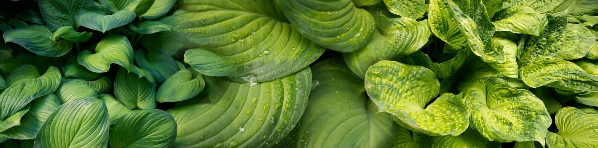 Close-up of raindrop on green leaves Canvas Art - Panoramic Images (27 x 9)