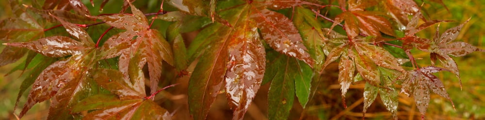Close-up of raindrop on maple leaves Canvas Art - Panoramic Images (36 x 12)