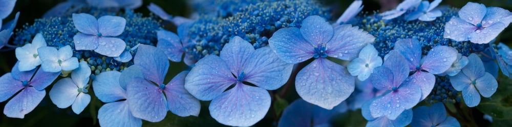 Close-up of raindrops on Blue Hydrangea flowers Canvas Art - Panoramic Images (36 x 12)