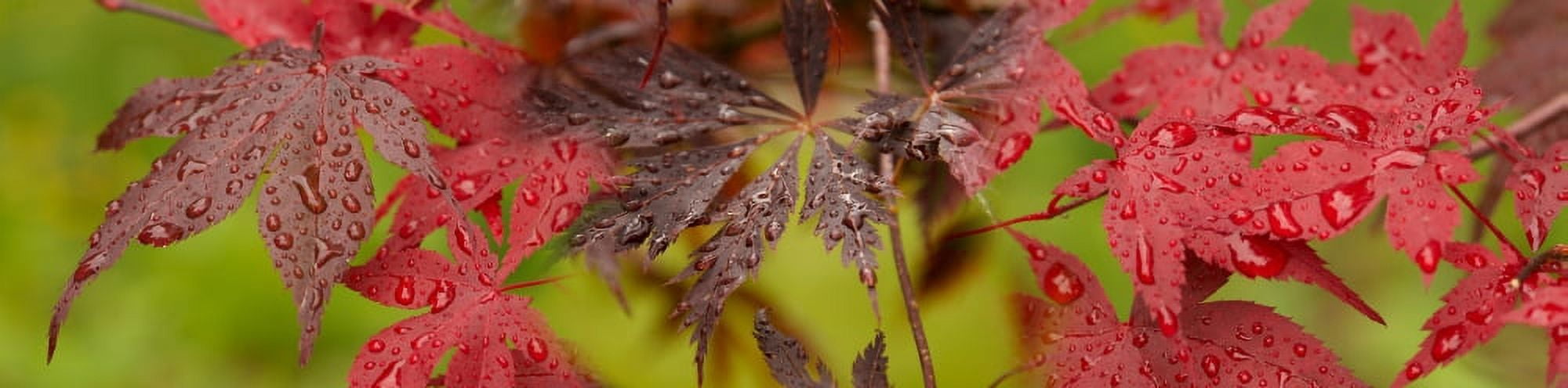 Close-up of raindrops on Japanese maple leaves Canvas Art - Panoramic Images (27 x 9)