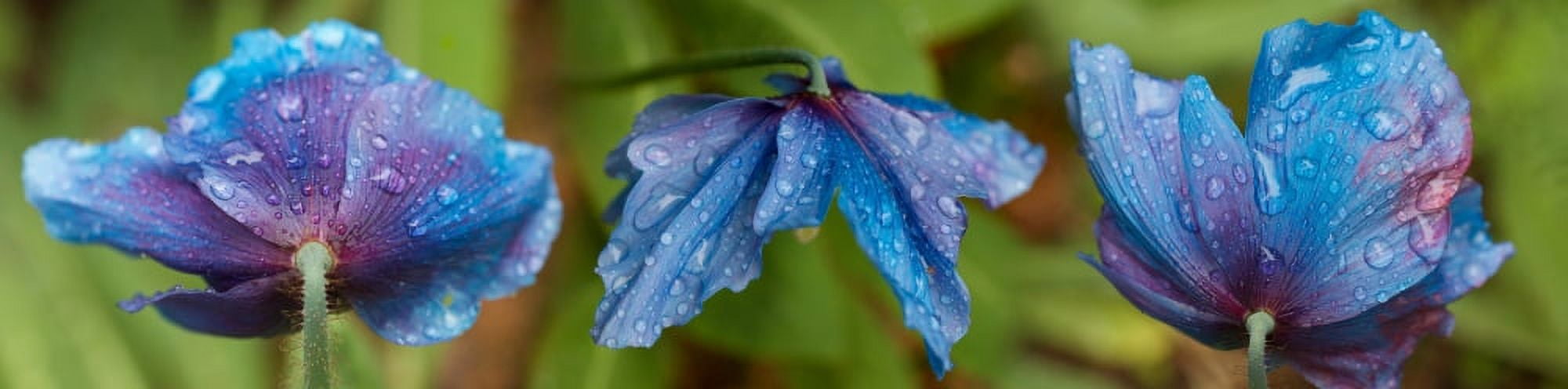 Close-up of raindrops on blue flowers Canvas Art - Panoramic Images (27 x 9)