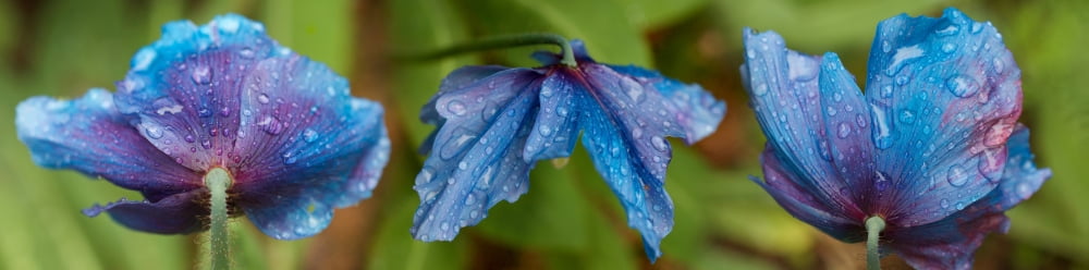 Close-up of raindrops on blue flowers Canvas Art - Panoramic Images (36 x 12)