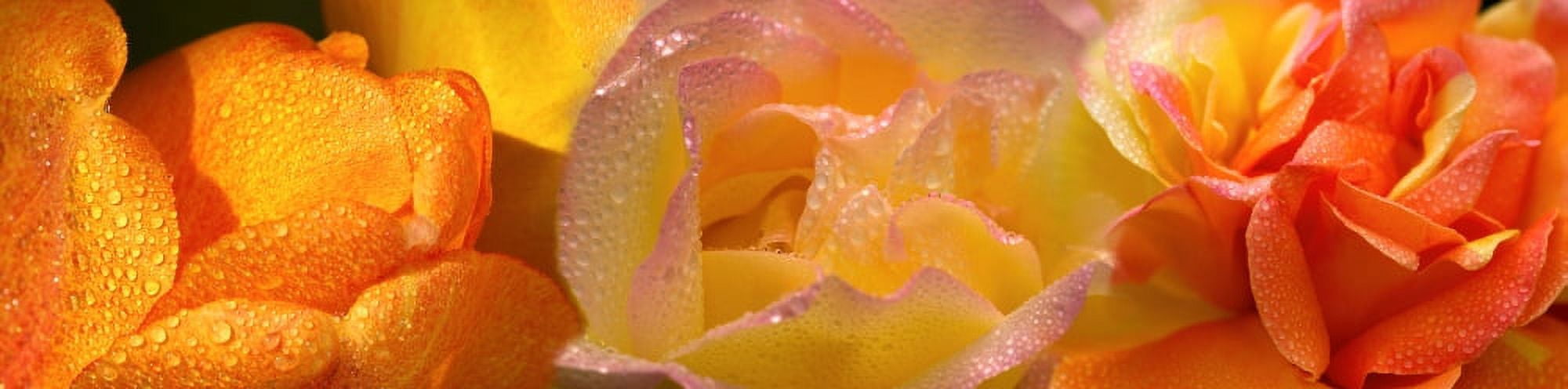 Close-up of raindrops on flowers Canvas Art - Panoramic Images (27 x 9)