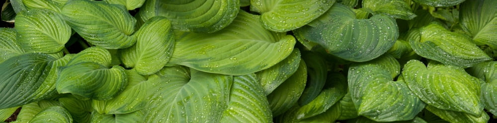 Close-up of raindrops on green leaves Canvas Art - Panoramic Images (36 x 12)