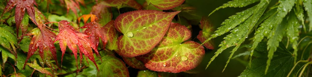 Close-up of raindrops on leaves Canvas Art - Panoramic Images (27 x 9)