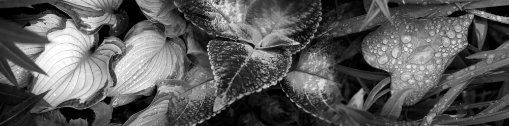 Close-up of raindrops on leaves Canvas Art - Panoramic Images (36 x 12)