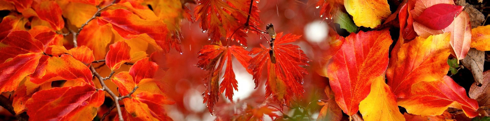 Close-up of raindrops on leaves during autumn Canvas Art - Panoramic Images (27 x 9)