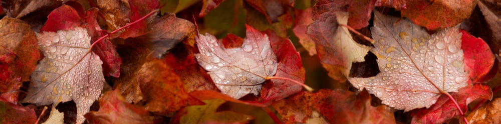 Close-up of raindrops on maple leaves Canvas Art - Panoramic Images (27 x 9)