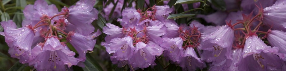 Close-up of raindrops on purple Rhododendron flowers Canvas Art - Panoramic Images (27 x 9)