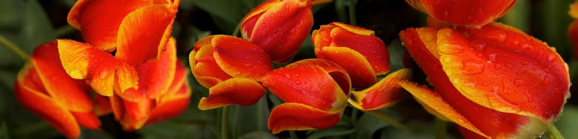 Close-up of raindrops on red flowers Canvas Art - Panoramic Images (27 x 9)