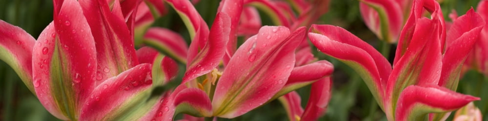 Close-up of raindrops on red tulips Canvas Art - Panoramic Images (27 x 9)