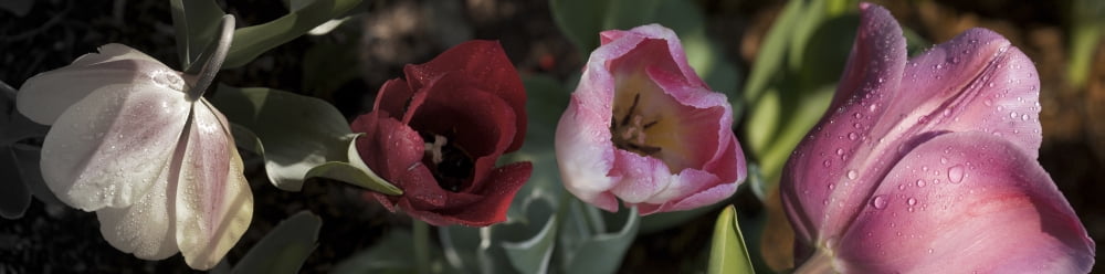 Close-up of raindrops on tulip flowers Canvas Art - Panoramic Images (27 x 9)