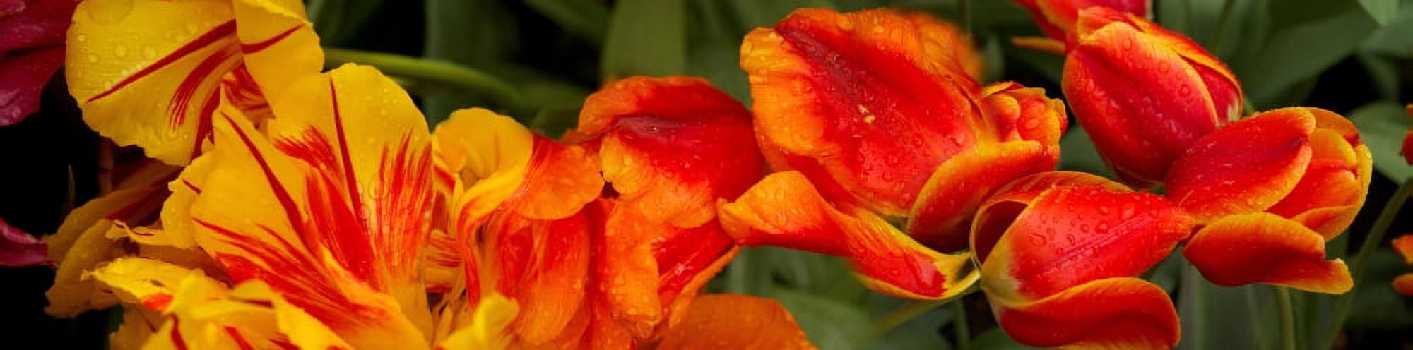 Close-up of raindrops on tulip flowers Canvas Art - Panoramic Images (36 x 12)