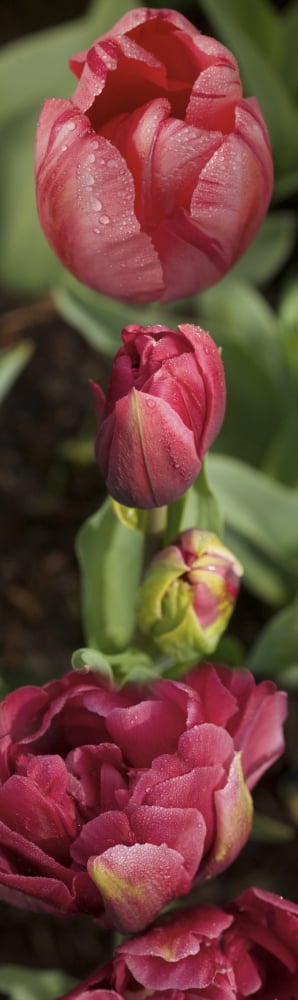 Close-up of rainy red tulip flowers Canvas Art - Panoramic Images (27 x 9)