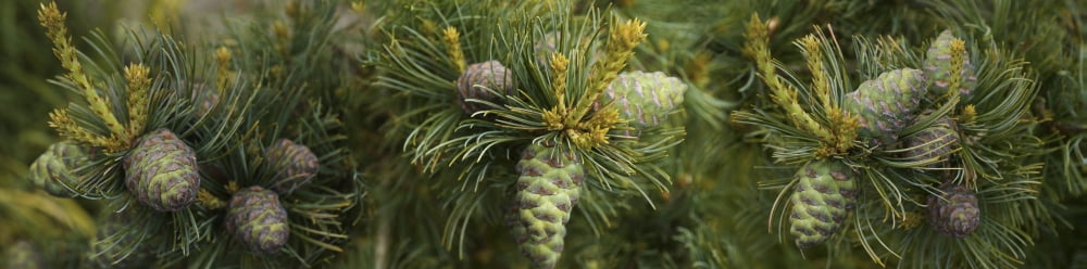 Close-up of raw pine cones growing on tree Canvas Art - Panoramic Images (36 x 12)