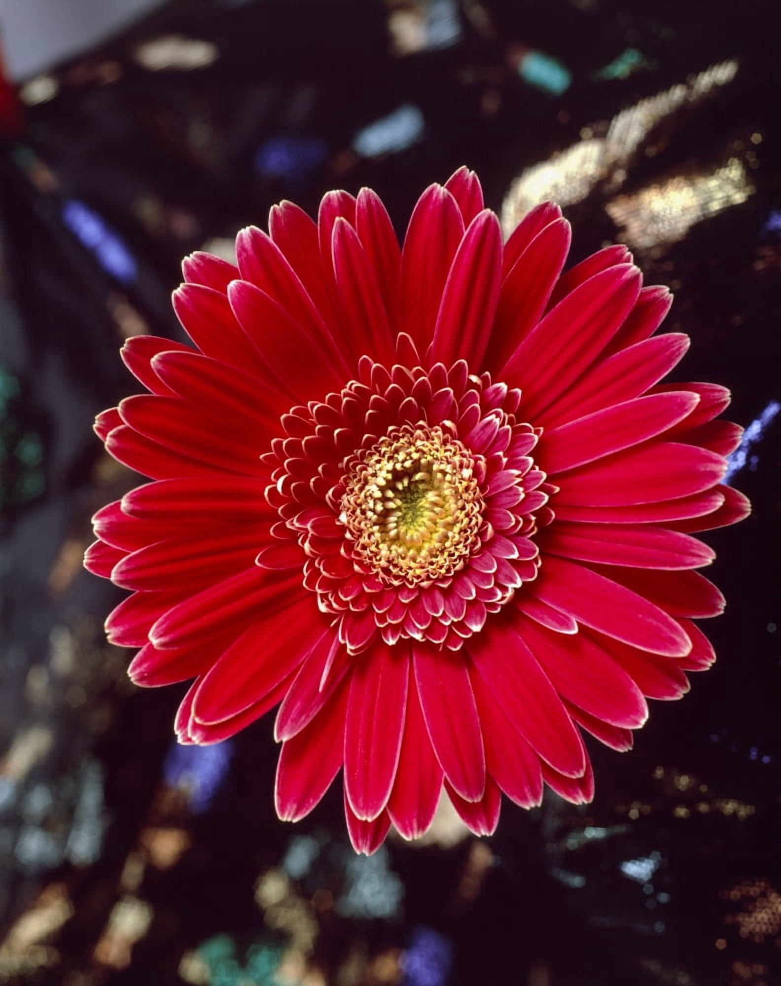 Close-up of red Gerbera Daisy Canvas Art - Panoramic Images (12 x 36)
