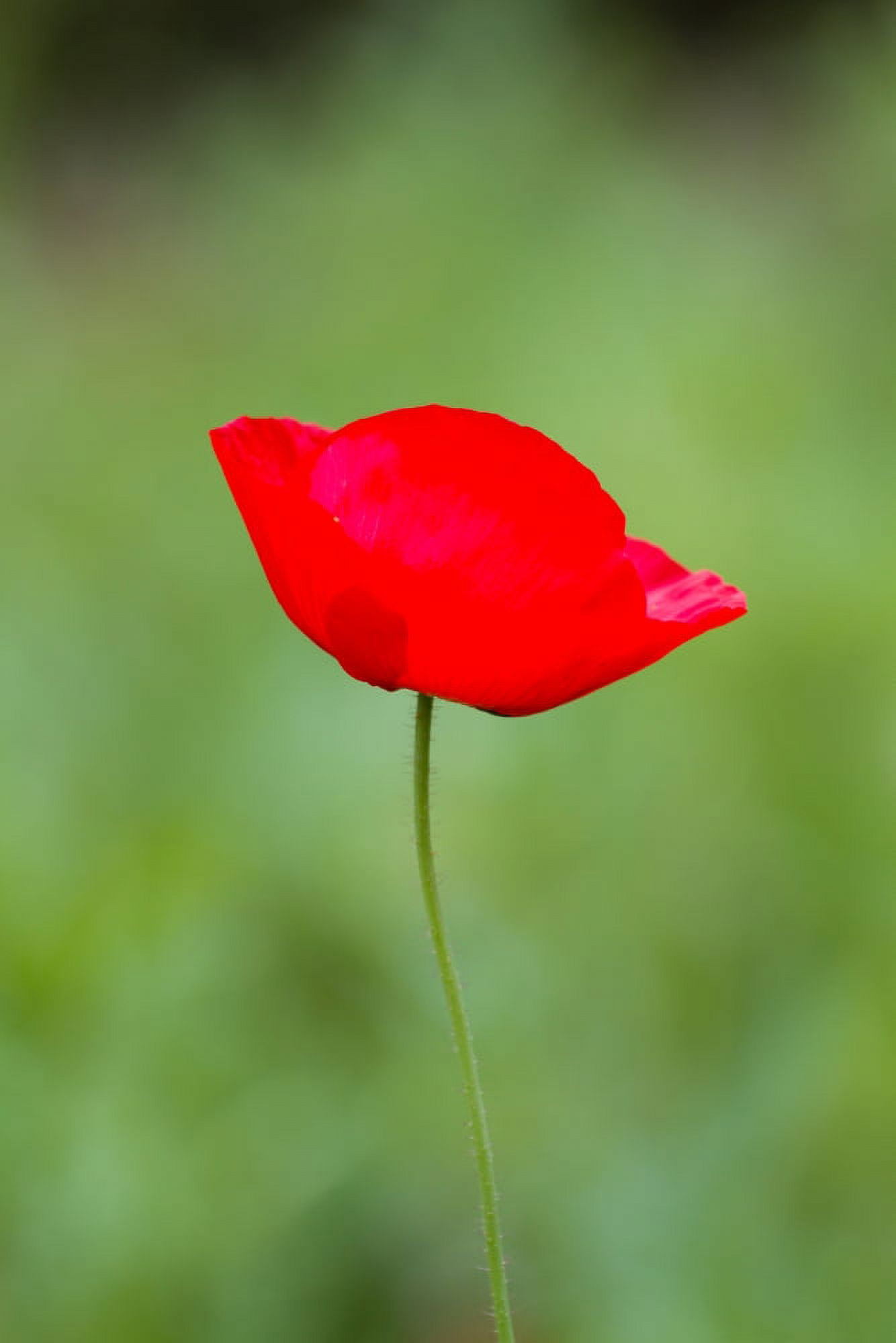 Close-up of red Poppy flowers Cantigny Park Wheaton Illinois USA Canvas Art - Panoramic Images (24 x 36)