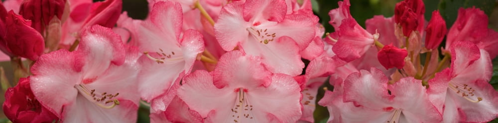 Close-up of red Rhododendron flowers Canvas Art - Panoramic Images (27 x 9)