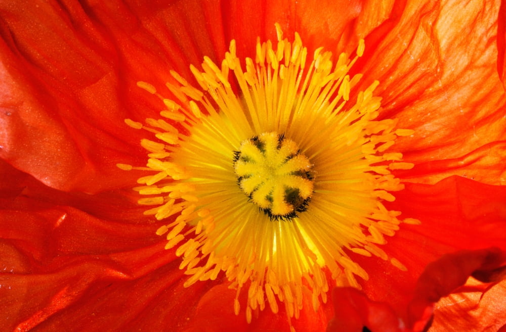 Close up of red and yellow flower Canvas Art - Panoramic Images (36 x 12)