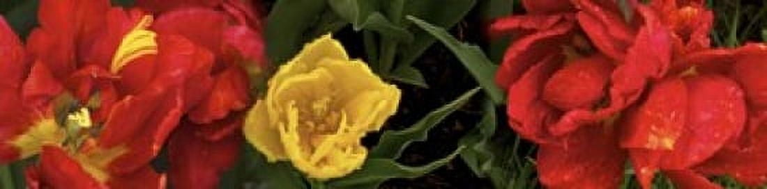 Close-up of red and yellow tulips Canvas Art - Panoramic Images (20 x 5)