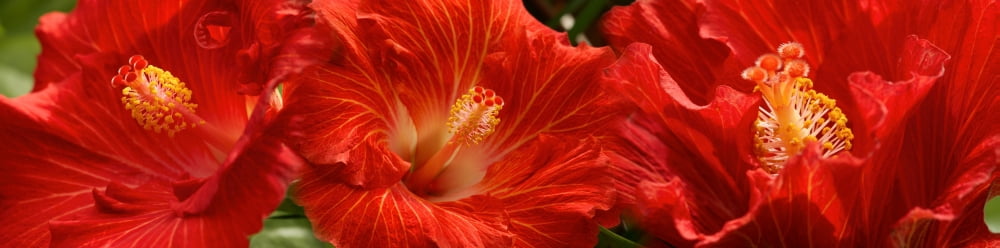 Close-up of red flowers Canvas Art - Panoramic Images (27 x 9)