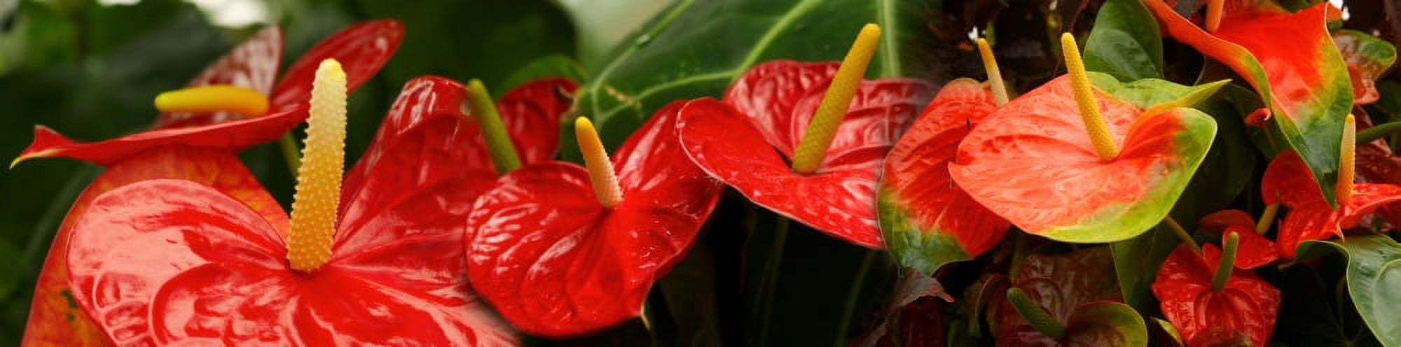 Close-up of red flowers Canvas Art - Panoramic Images (27 x 9)